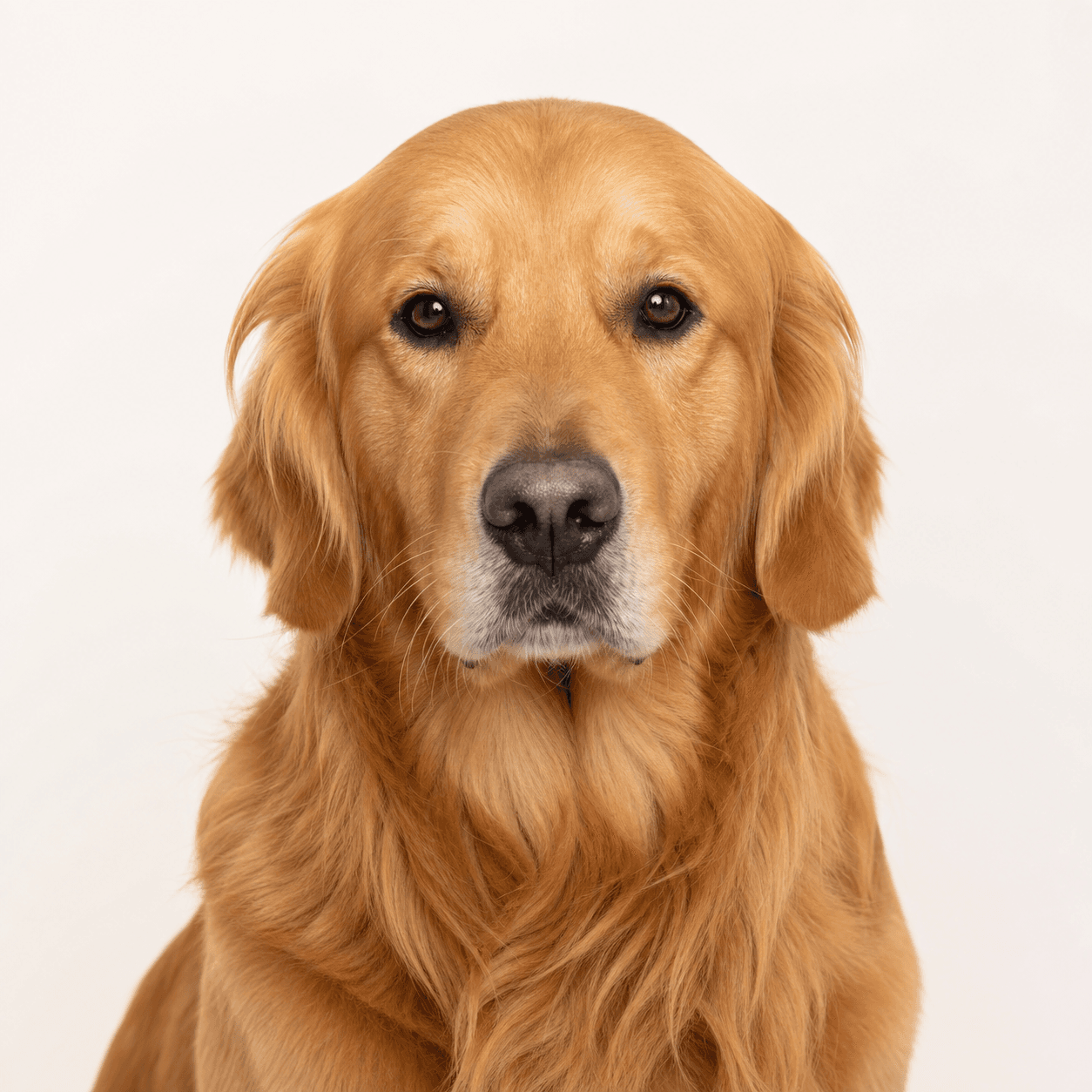 Çomar adlı Golden Retriever